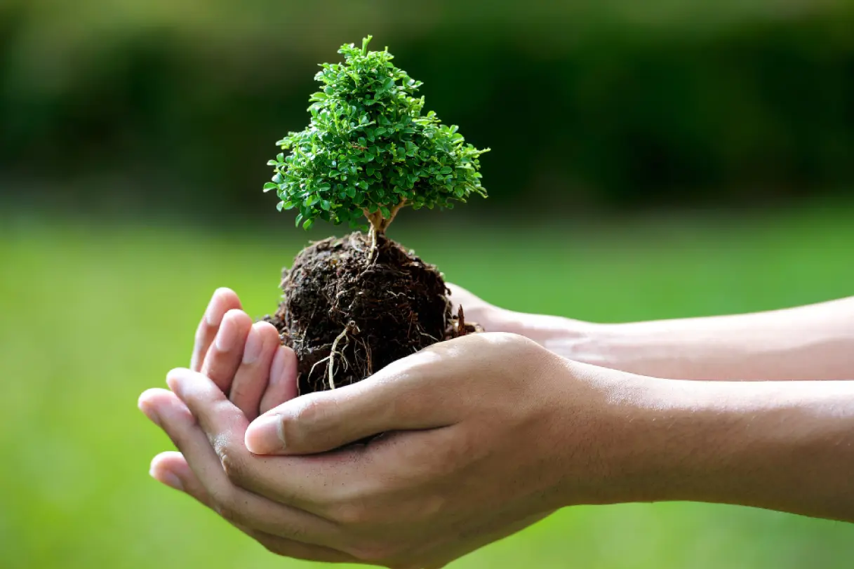 Tree Protection and Construction in the Greater Toronto Area