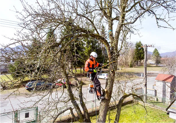 Tree Service Insurance Requirements by State and Operation Type