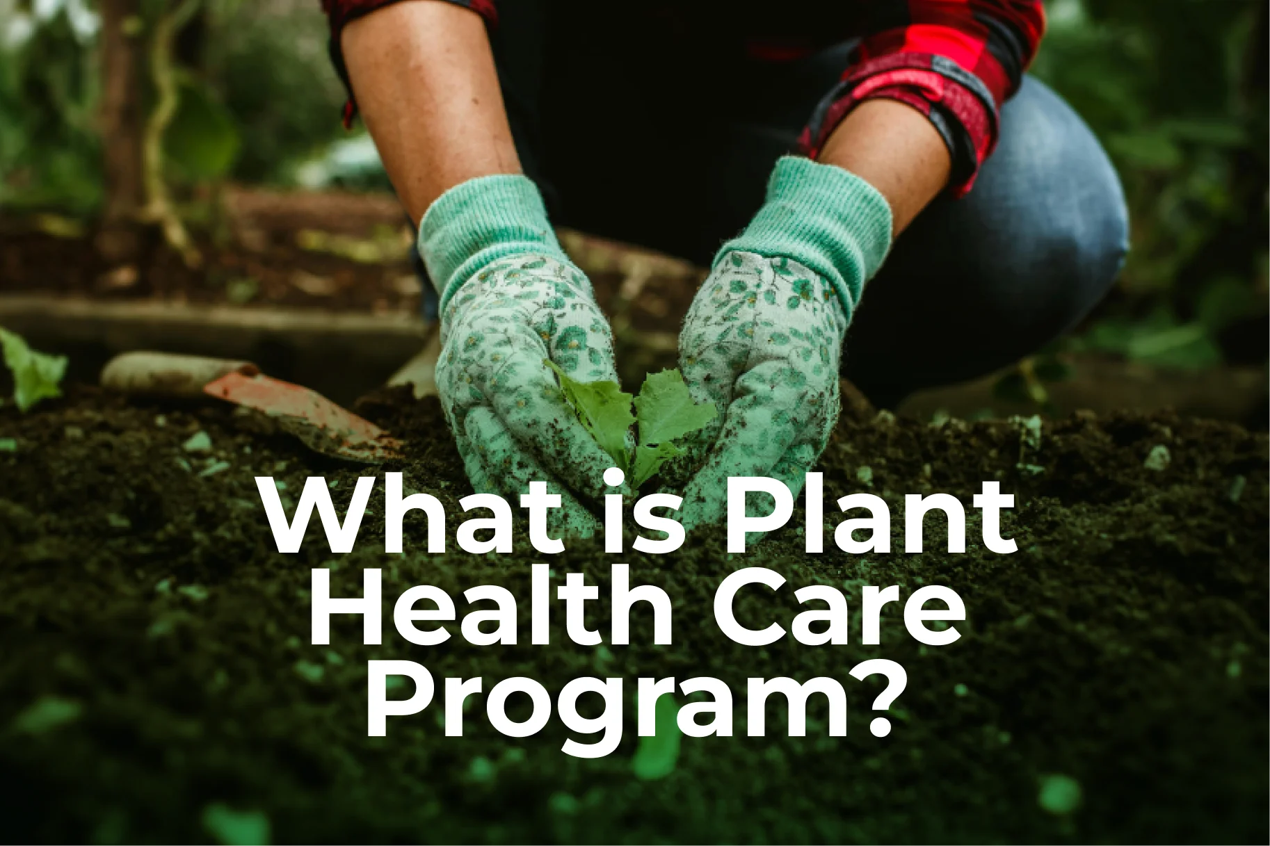 What is a Plant Health Care Program?