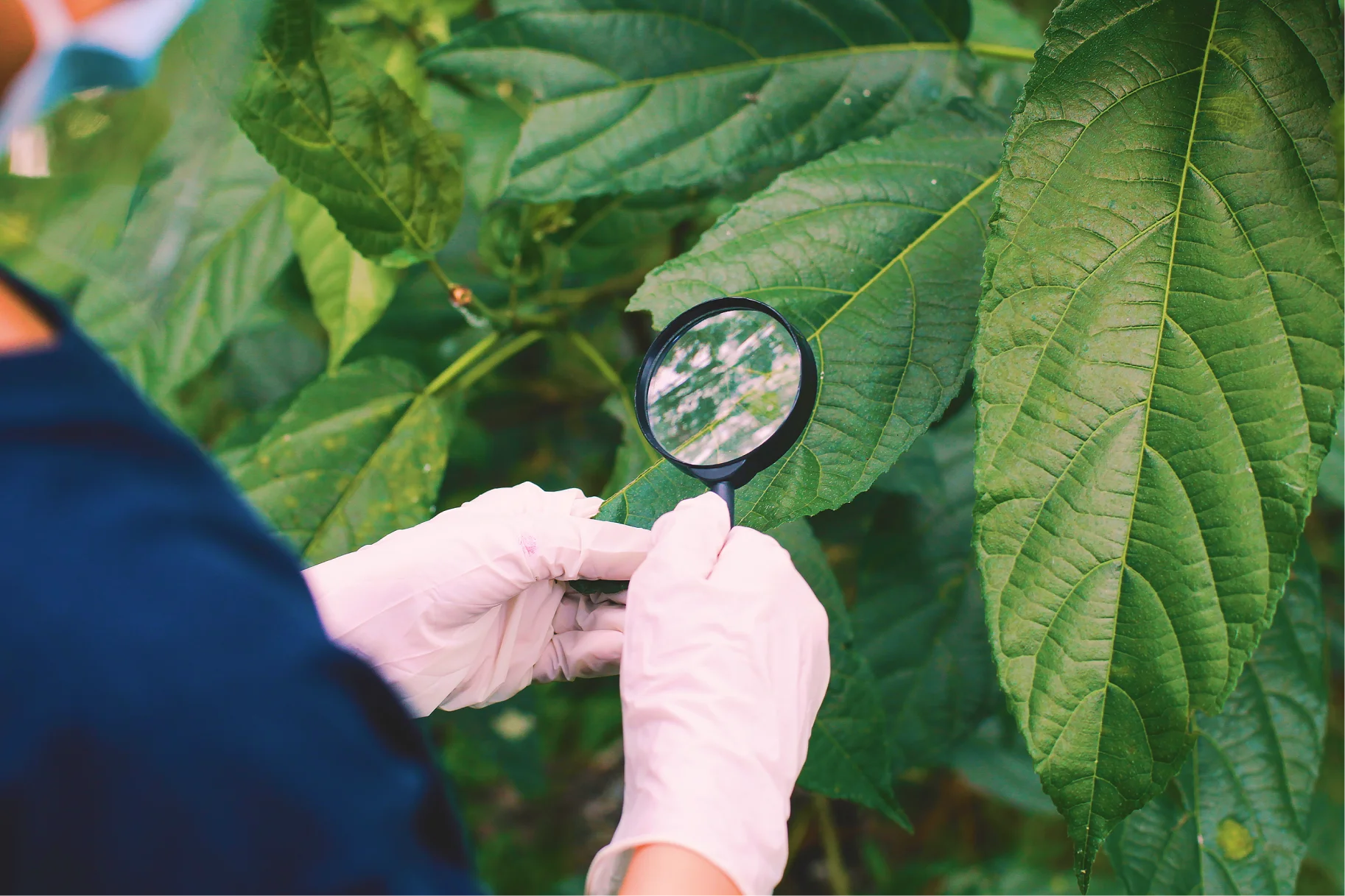 Core Elements of a PHC Program