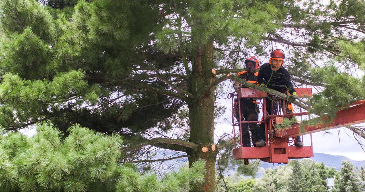 How to Start Implementing Automation in Your Tree Care Business