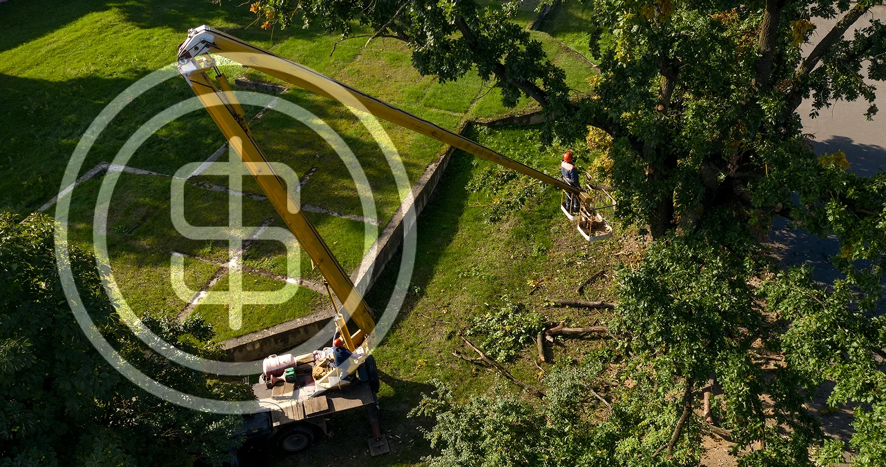 Why Is Tree Work So Expensive?