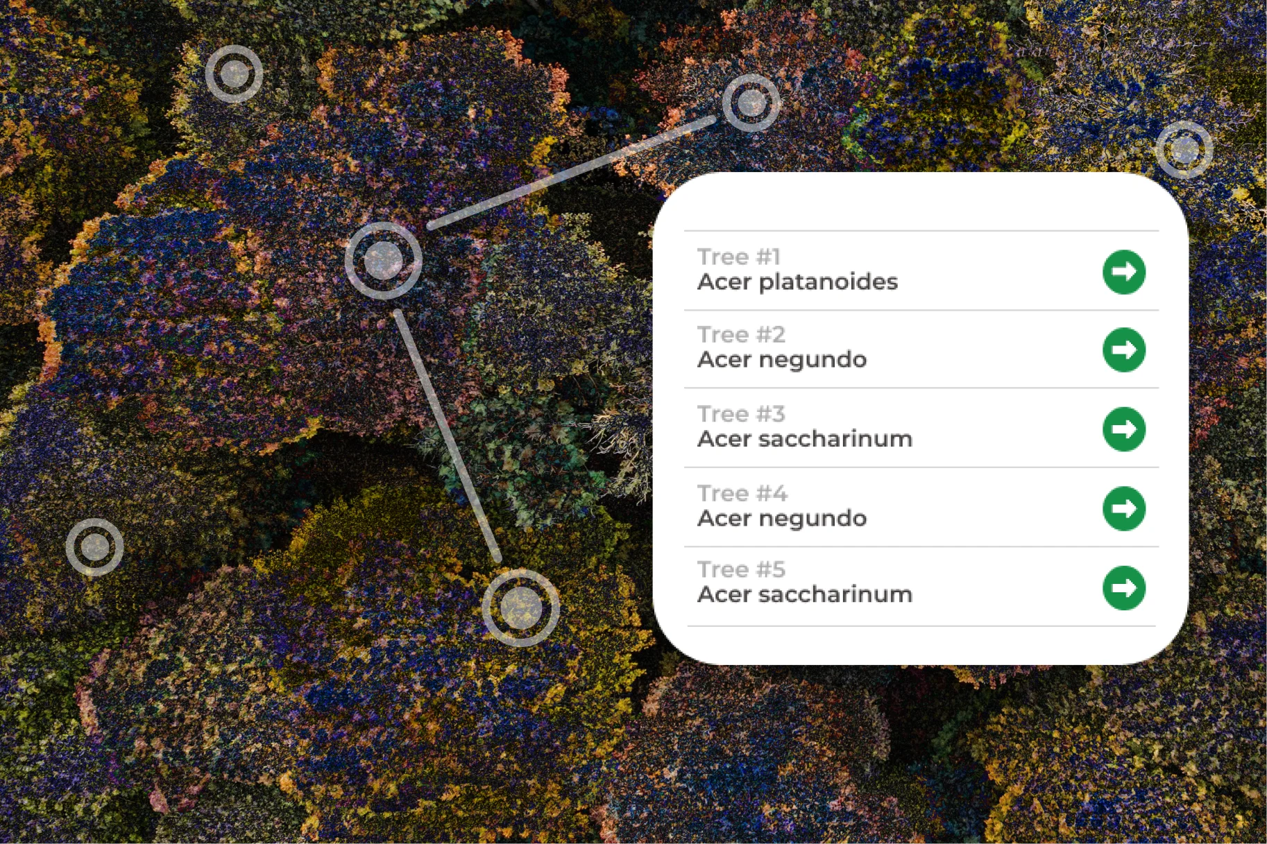 How GIS Turns Tree Data Into Useful Insights