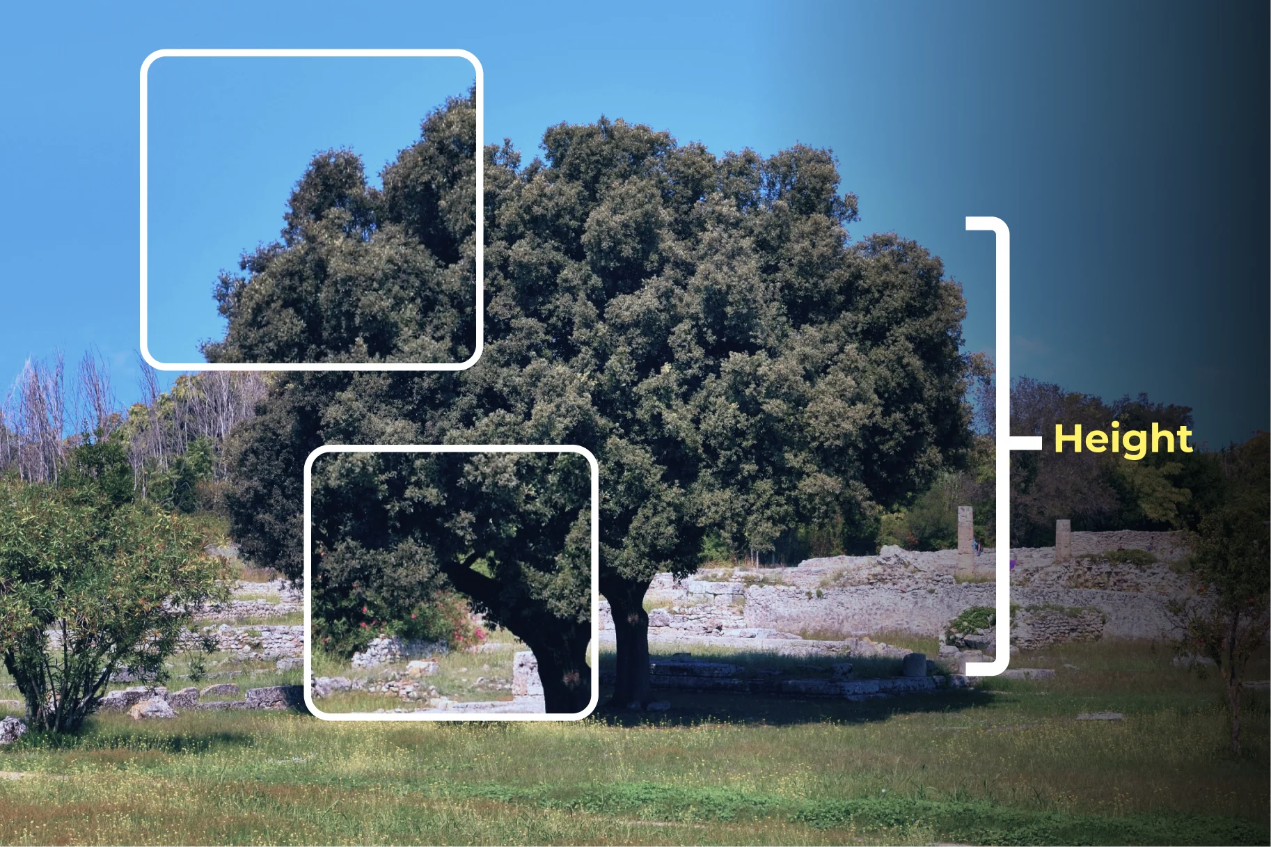 Modern Methods of Urban Tree Counting