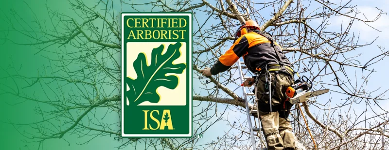 What Is an ISA Certified Arborist? Credentials, Requirements, and Why It Matters
