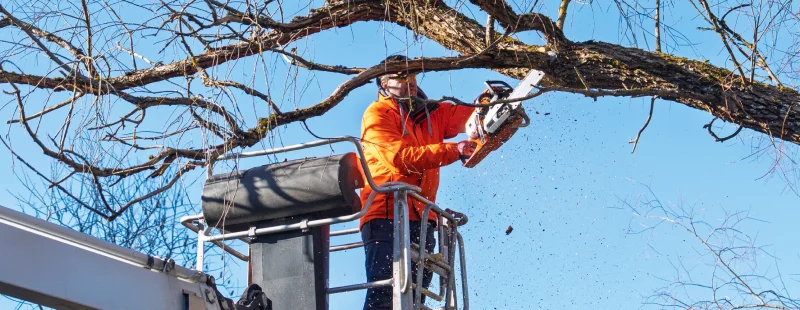 Is Arborist a Dangerous Job? What the Data Shows and How Professionals Manage the Risk