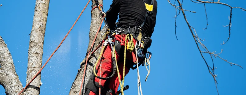 Best Climbing Rope for Arborists: How to Choose the Right Line for Your System
