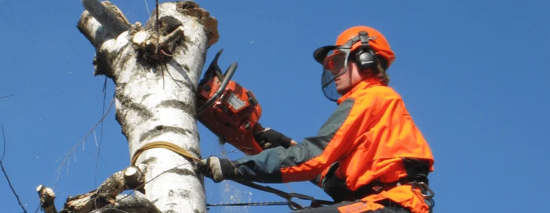 Tree Service Insurance Requirements in the USA