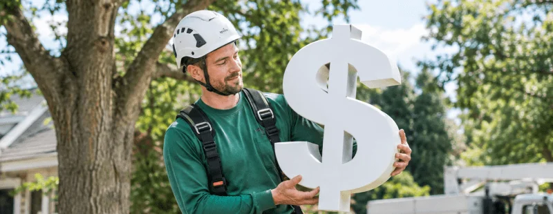 How Much Does It Cost to Hire an Arborist?