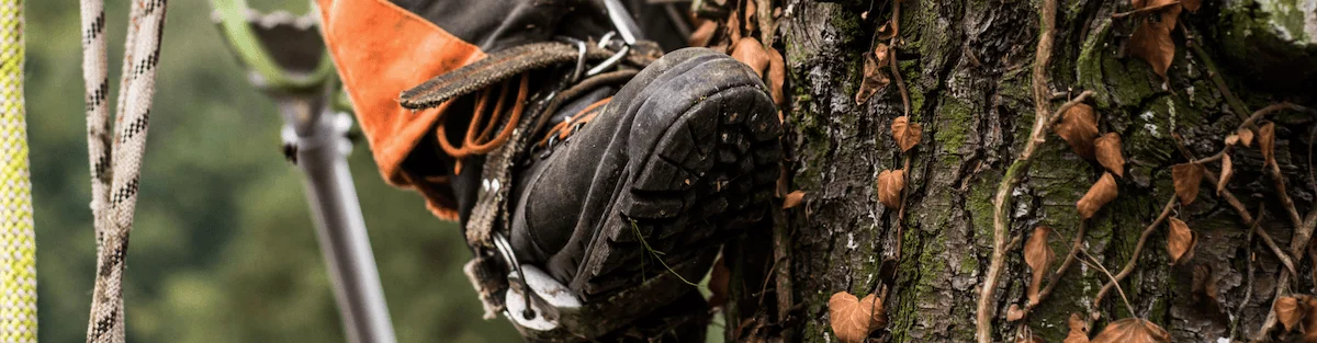 Arborist Spikes & Gaffs: Buyer's Guide