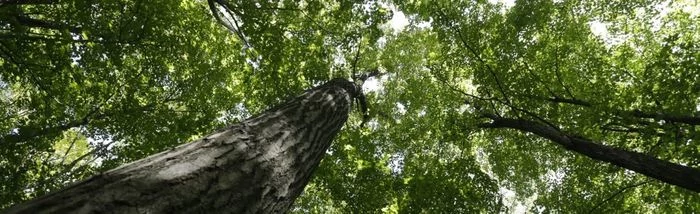 Why Spring Is The Best Time To Contact An Arborist