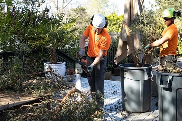 The Amazing Benefits Of Tree Care Accreditation