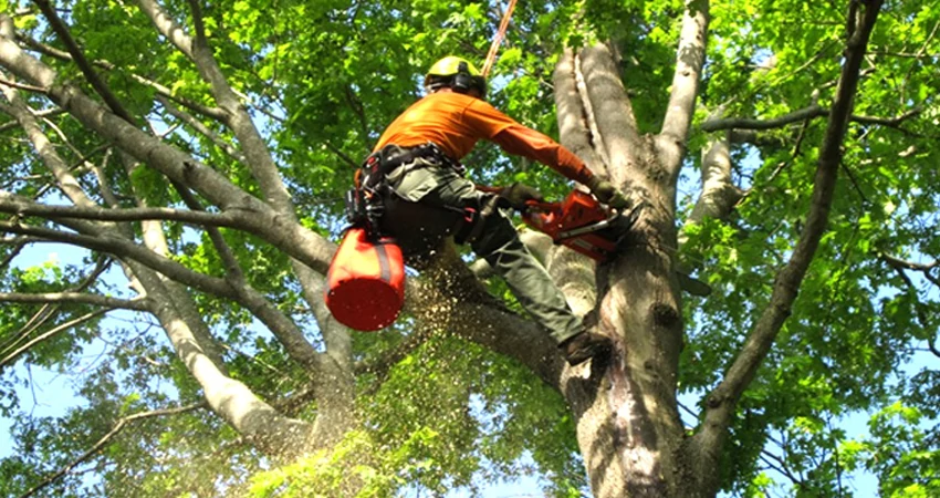 What People Look For In Tree Care Specialists