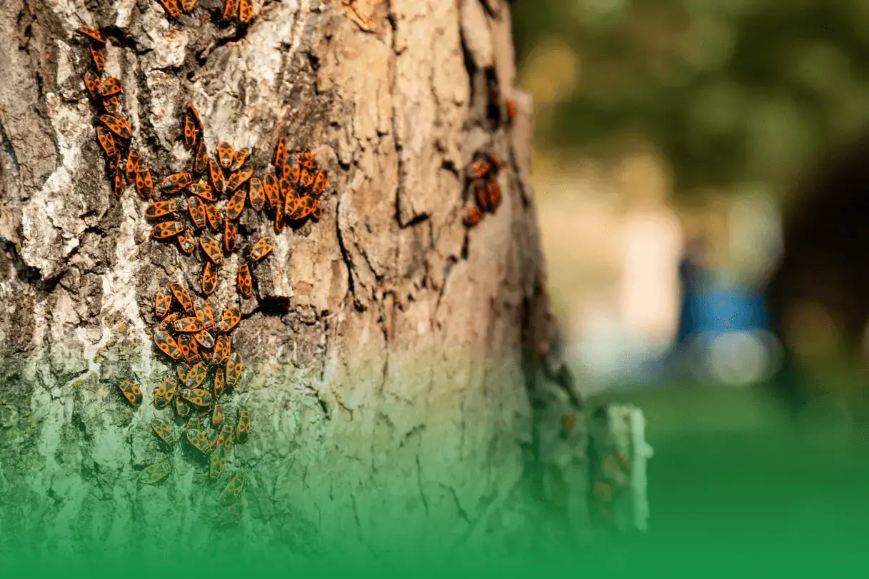 Stay Smart, Stay Safe: Important Security Measures for Controlling Sick Trees and Pests