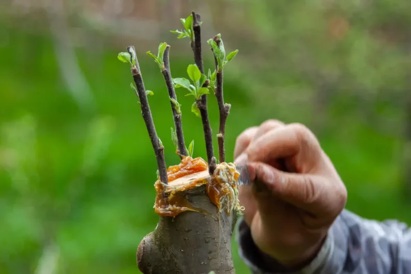 Methods Used In Tree Propagation