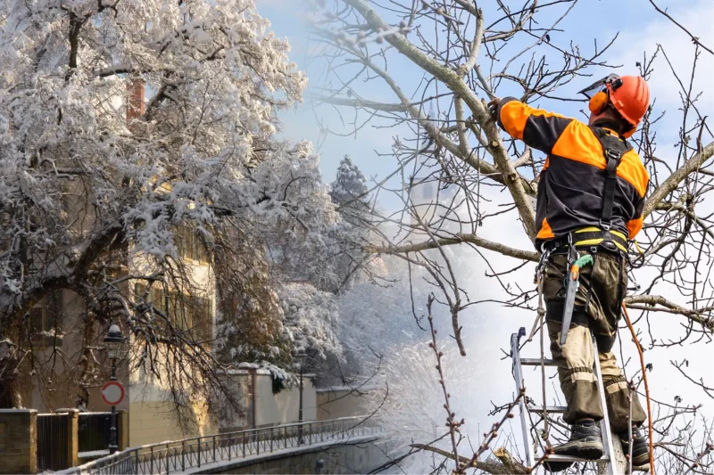 Do Arborists Work in the Winter?