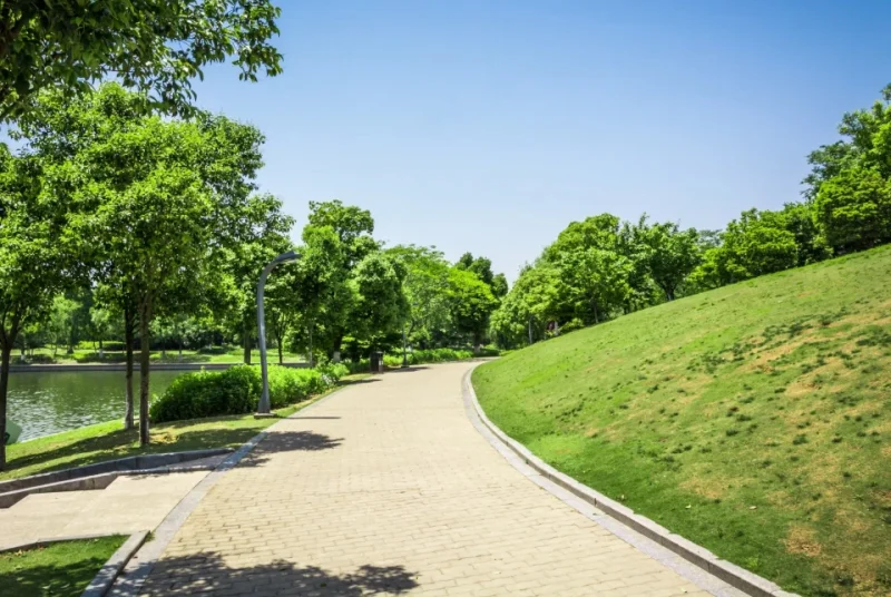 El papel de los arboristas en la silvicultura urbana y la gestión de espacios verdes