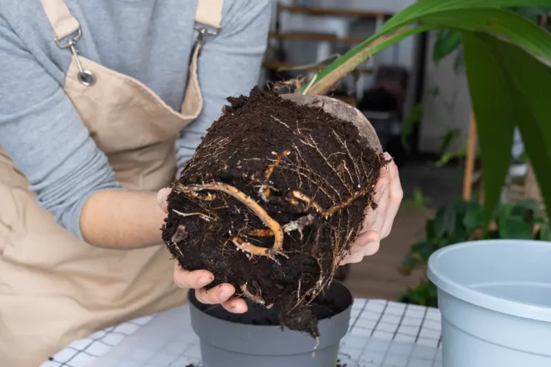 Factors Influencing Root Growth And Health
