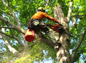 What People Look For In Tree Care Specialists