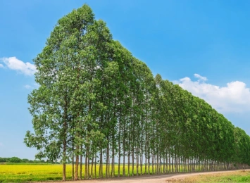 The Role of Trees in Climate Change Mitigation: Crucial Insights for Arborists
