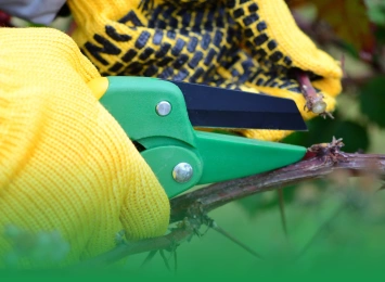 4 Reasons Tree Care Companies Should Prune In The Winter