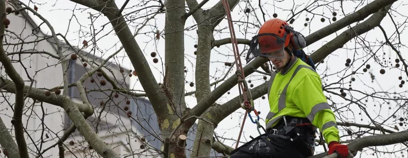 Top Arborist Climbing Ropes in 2026