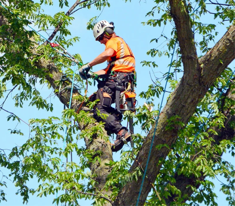 Reinforcing Structural Integrity through Tree Cabling and Bracing