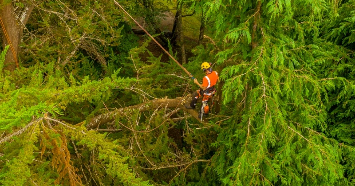 Climbing Techniques And Safety Tips For Arborists | ArboStar