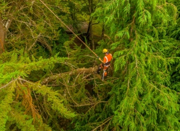 Climbing Techniques and Safety Tips for Arborists