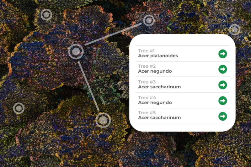 Cómo el SIG convierte los datos de árboles en información útil