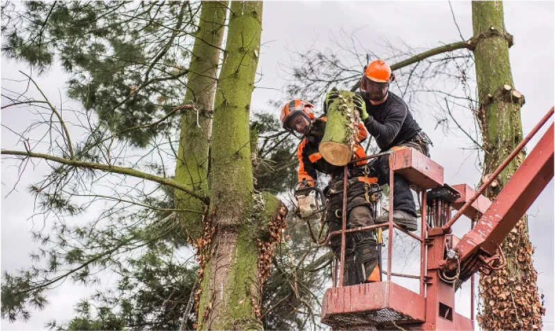 Tree Service Profit Margin: What's Considered Healthy?