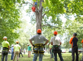 Arborist Jobs: Exploring the Different Roles in the Tree Care Industry