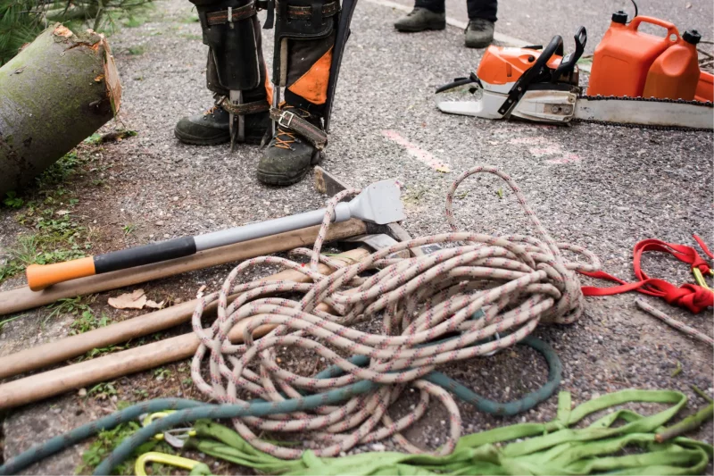 How to Pursue a Career As an Arborist?