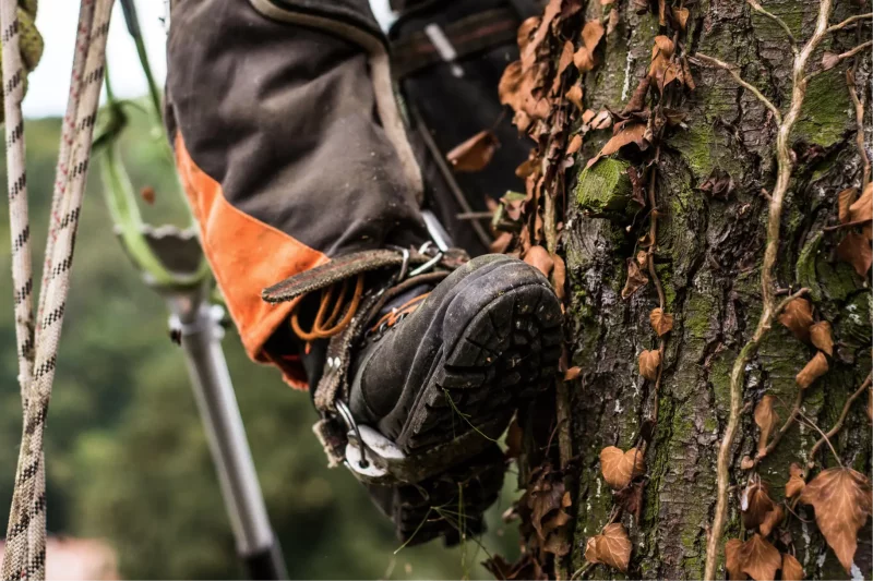 What Does an Arborist Do?