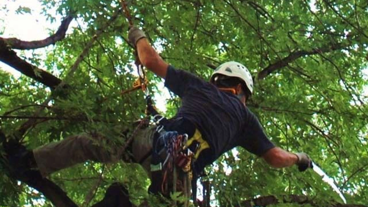 Factors Within The Tree Care Industry | ArboStar