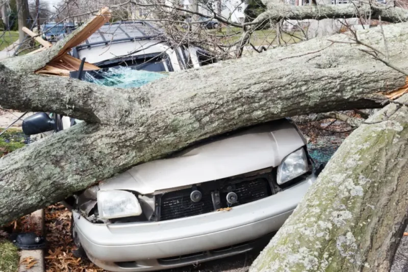 The Heart of Risk Assessment in Tree Care Business Management
