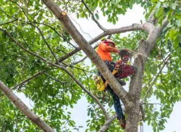 Classifying Essential Tree Care Equipment