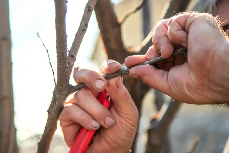 Advanced Techniques In Tree Propagation