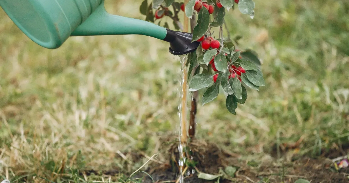 Best Strategies for Tree Watering Schedules ArboStar