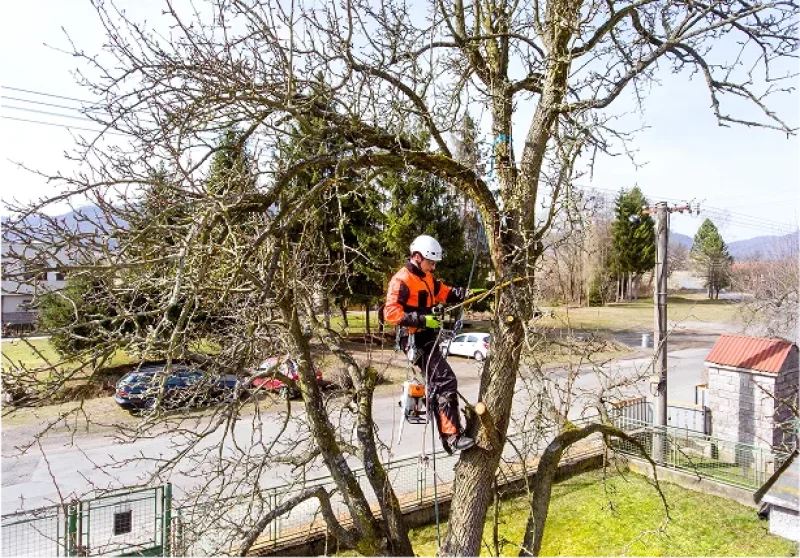 Tree Service Insurance Requirements by State and Operation Type