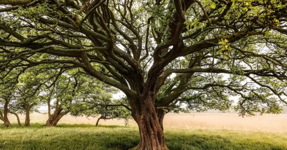 Tree Risk Assessment: Identifying and Mitigating | ArboStar