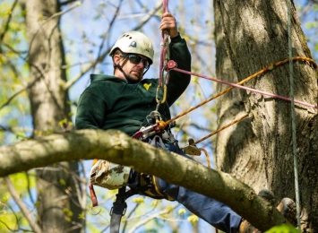 Trends in Arborist Gear: Ensuring Safety and Efficiency in Tree Care