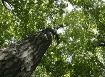 Why Spring Is The Best Time To Contact An Arborist