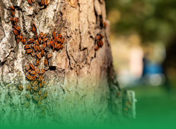 Stay Safe, Stay Smart: Essential Safety Protocols for Handling Diseased Trees and Pests
