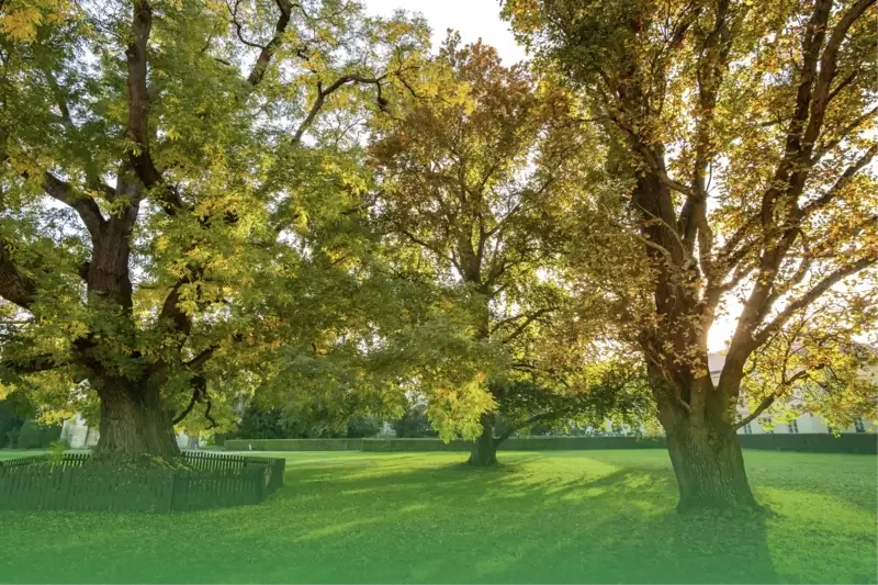 Techniques and Methods of Tree Risk Management