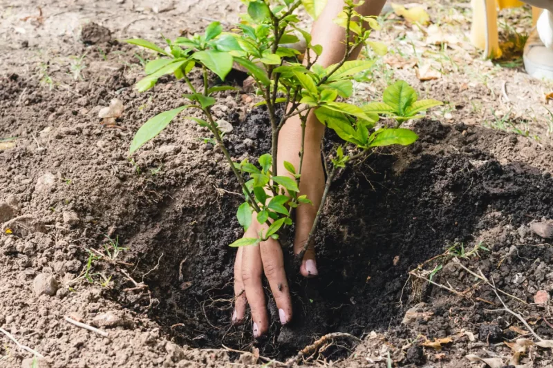 Section 1: Saving Money through Tree Planting