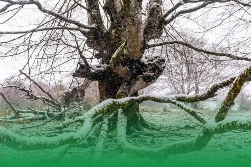 Advanced Tree Care Practices