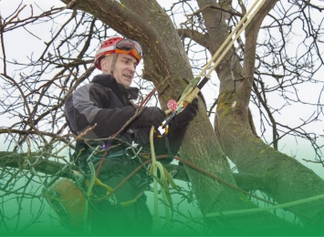 Top 6 Innovations in Tree Care for 2024: What You Need to Know