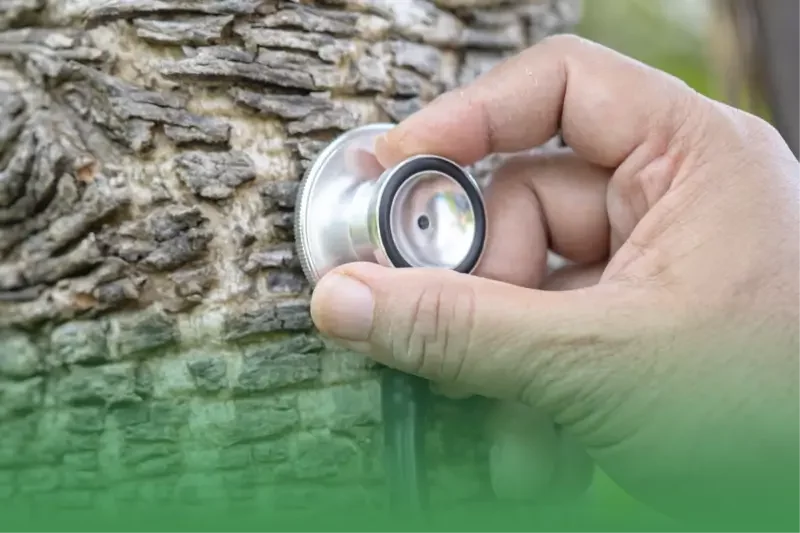 Pathway to a Career in Arboriculture