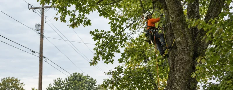 Types of Arborists (and Which Pays Best)